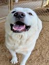 adoptable Dog in  named COCO