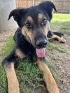 adoptable Dog in Plano, TX named JORDY