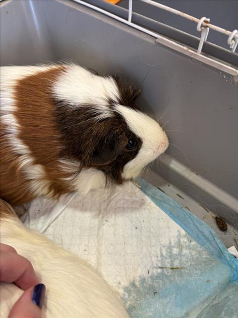 adoptable Guinea Pig in Plano, TX named SNICKERS