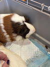 adoptable Guinea Pig in  named SNICKERS
