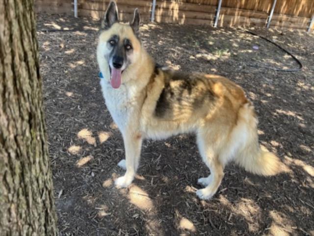 adoptable Dog in Plano, TX named LAUREL