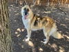 adoptable Dog in  named LAUREL
