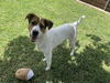adoptable Dog in Plano, TX named COOPER
