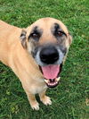 adoptable Dog in Plano, TX named TUCO