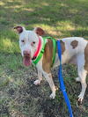 adoptable Dog in  named DAISY