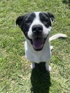 adoptable Dog in Plano, TX named MARTY