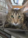 adoptable Cat in  named COPPER