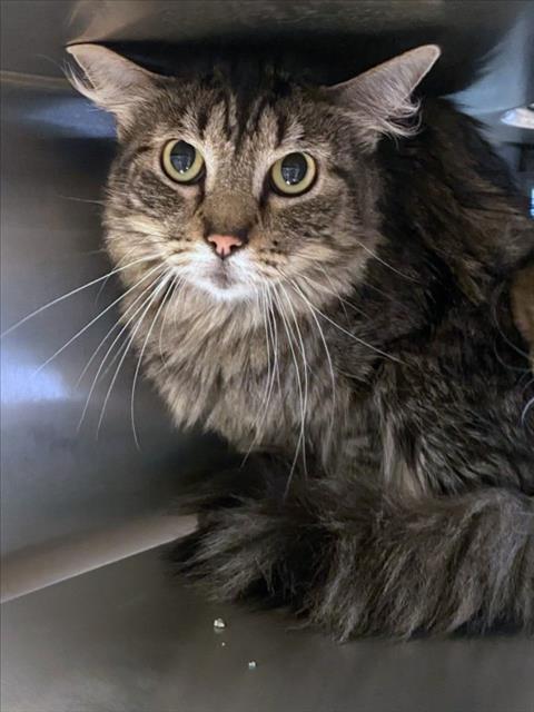 adoptable Cat in Plano, TX named COPPER