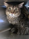 adoptable Cat in Plano, TX named COPPER
