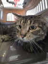 adoptable Cat in  named CINDER