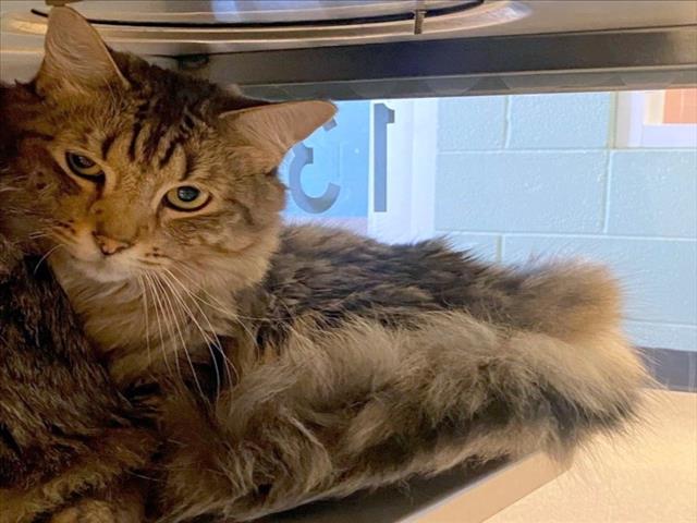 adoptable Cat in Plano, TX named CINDER