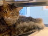 adoptable Cat in Plano, TX named CINDER