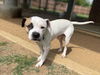 adoptable Dog in Plano, TX named BUSTER