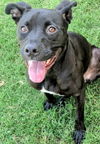 adoptable Dog in Plano, TX named LUNA