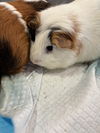 adoptable Guinea Pig in  named MR.P