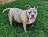adoptable Dog in  named CLEO