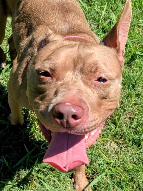 adoptable Dog in Plano, TX named EVEE