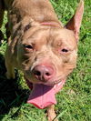 adoptable Dog in Plano, TX named EVEE