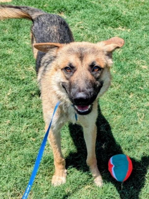 adoptable Dog in Plano, TX named SONIC