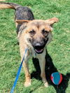 adoptable Dog in Plano, TX named SONIC