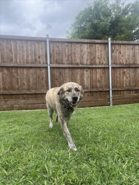 adoptable Dog in Plano, TX named HUNTER