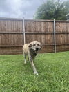 adoptable Dog in  named HUNTER