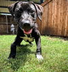 adoptable Dog in Plano, TX named JORDAN