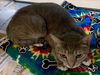 adoptable Cat in Plano, TX named GRACIE