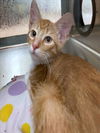 adoptable Cat in Plano, TX named PETRA