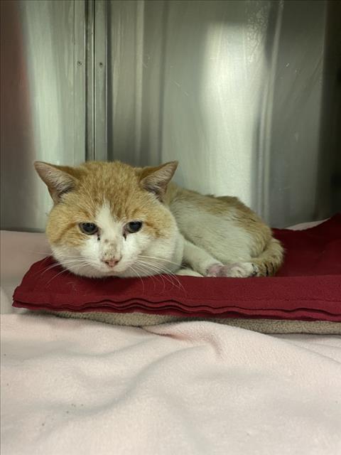 adoptable Cat in Plano, TX named FRANKIE