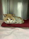 adoptable Cat in Plano, TX named FRANKIE