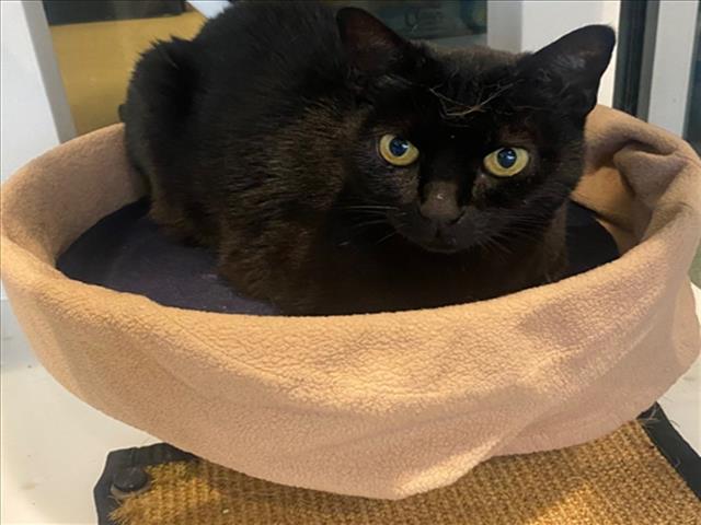 adoptable Cat in Plano, TX named SHADOW