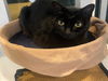 adoptable Cat in Plano, TX named SHADOW