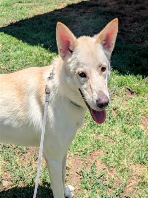 adoptable Dog in Plano, TX named BELLA