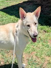 adoptable Dog in Plano, TX named BELLA