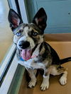 adoptable Dog in Plano, TX named OCEAN