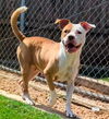 adoptable Dog in Plano, TX named LULU