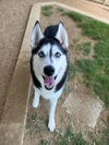 adoptable Dog in Plano, TX named LUNA