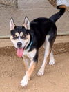 adoptable Dog in  named OLLIE