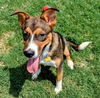 adoptable Dog in  named SAMMY
