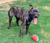 adoptable Dog in Plano, TX named FREDDIE