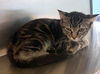 adoptable Cat in Plano, TX named WAFFLES