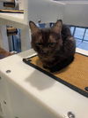adoptable Cat in Plano, TX named TOVAH