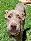 adoptable Dog in Plano, TX named CAMILLE