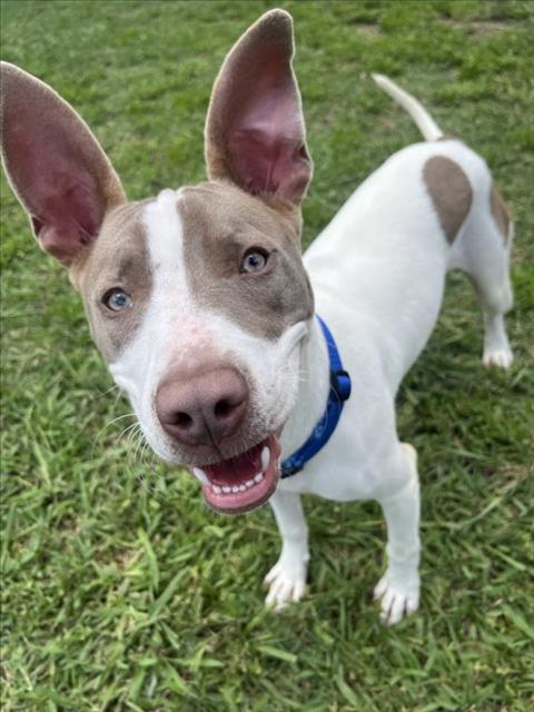 adoptable Dog in Plano, TX named RAZOR