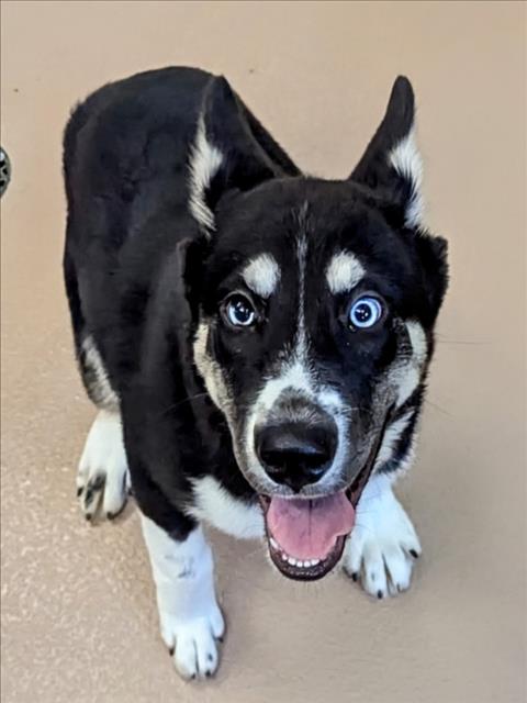 adoptable Dog in Plano, TX named SKY