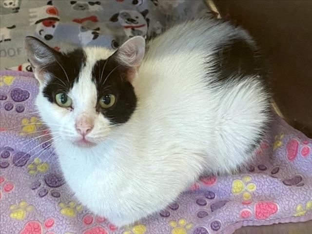 adoptable Cat in Plano, TX named MELODY