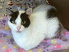 adoptable Cat in Plano, TX named MELODY