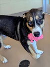 adoptable Dog in  named BLAZE