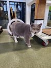 adoptable Cat in Plano, TX named MISS MITTENS